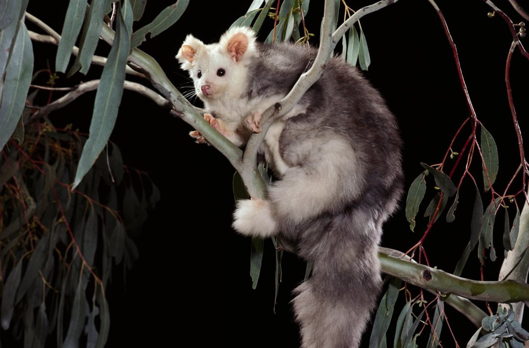 KeeganSelig's tweet photo. How the greater glider (Petauroides) is a real animal and not a stuffed teddy bear baffles me. https://t.co/w0IMQy2Rx4