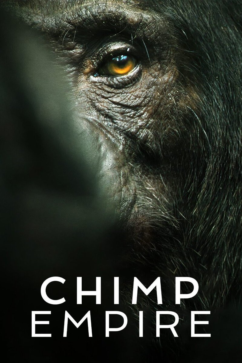 Highly recommend Chimp Empire on Netflix. I’m hooked, basically the Game of Thrones of chimp documentaries. 
🍌🍌🍌🍌🍌 5 bananas, way up 👍
#chimpempire #Documentary #wildlife #chimps #Netflix