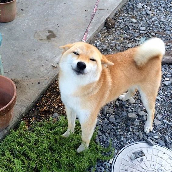 TheDogePoundNFT's tweet photo. Did you touch grass today? 🥺 https://t.co/UhMgtddF5F