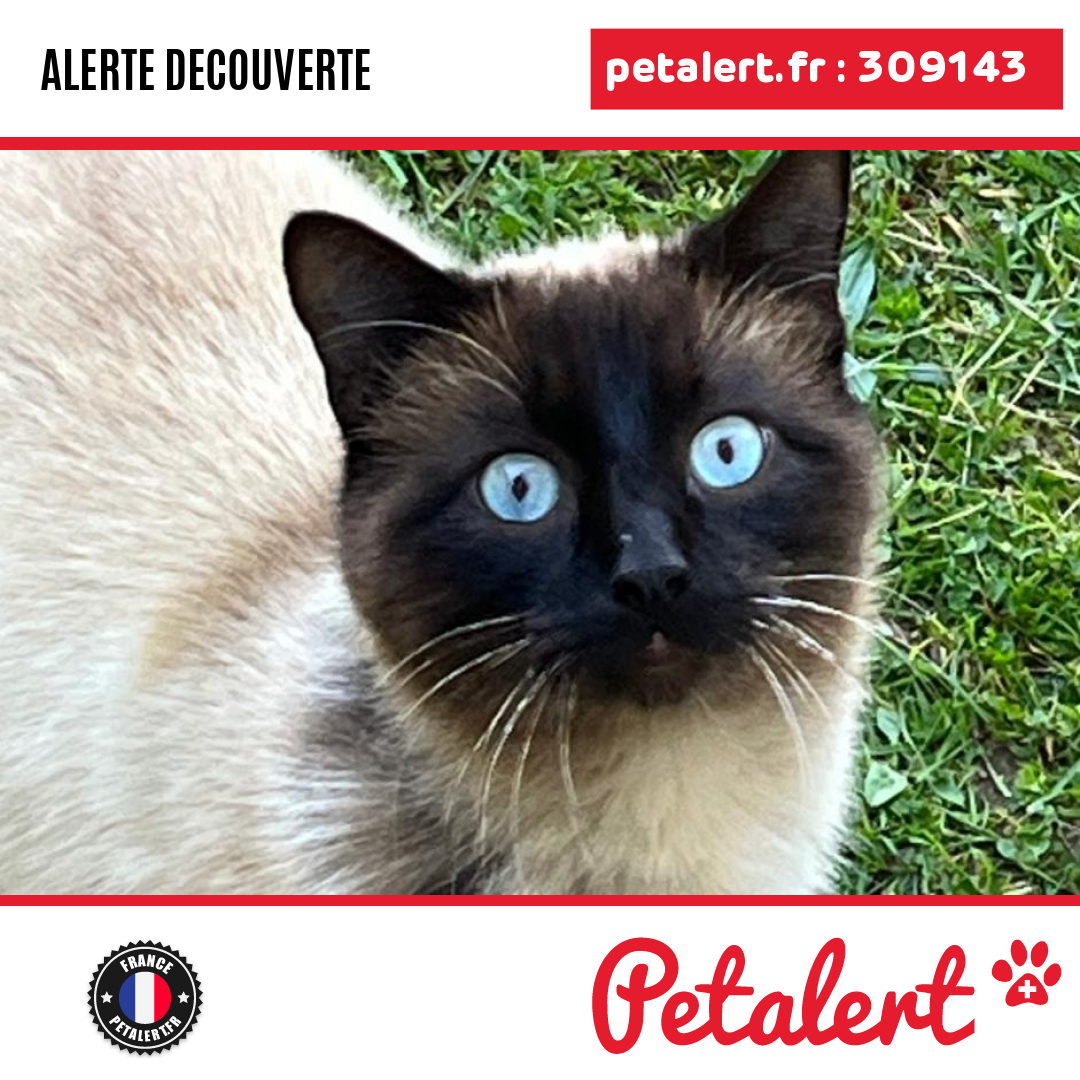 petalert_france's tweet photo. Trouvé #Chat #Sarthe #NeuvilleSurSarthe #Petalert #PetAlert72 / https://t.co/QuBHoQsPiU https://t.co/RveORgskhe