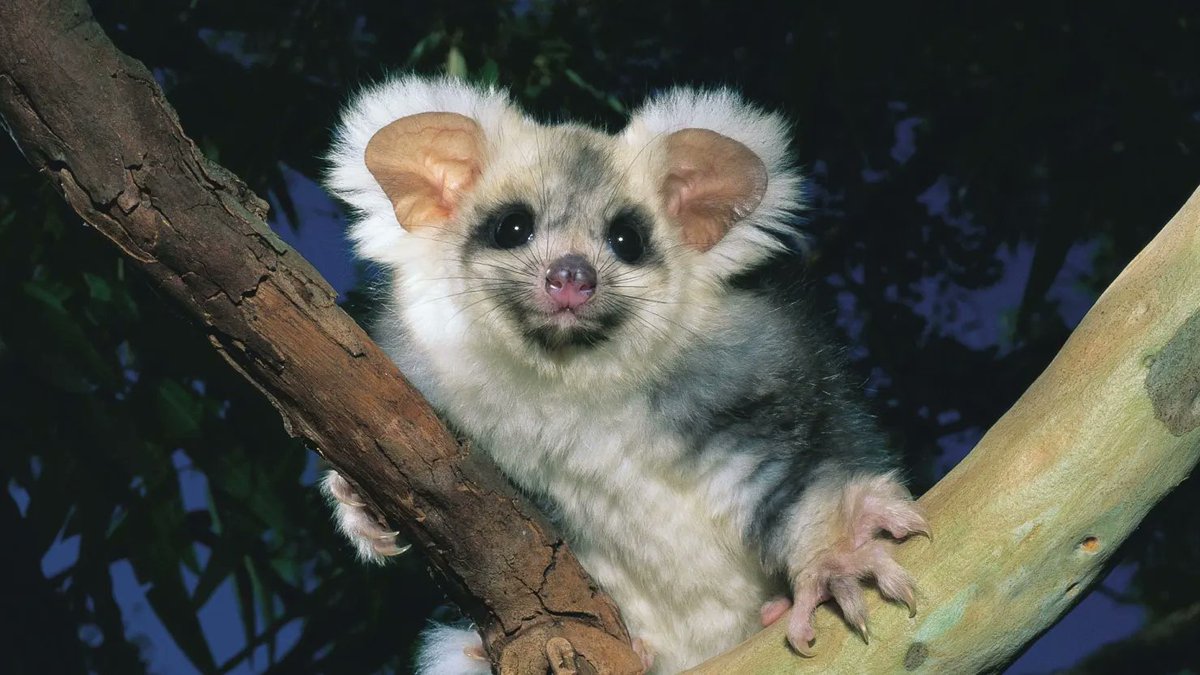 KeeganSelig's tweet photo. How the greater glider (Petauroides) is a real animal and not a stuffed teddy bear baffles me. https://t.co/w0IMQy2Rx4
