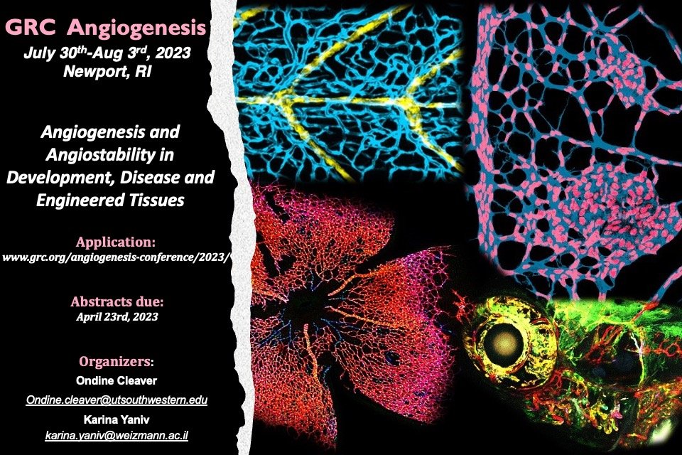 Calling all vascular biologists and vascular developmental biologists! 

Join us this summer in Newport! July 30-Aug 4th, 2023. Amazing lineup of speakers!