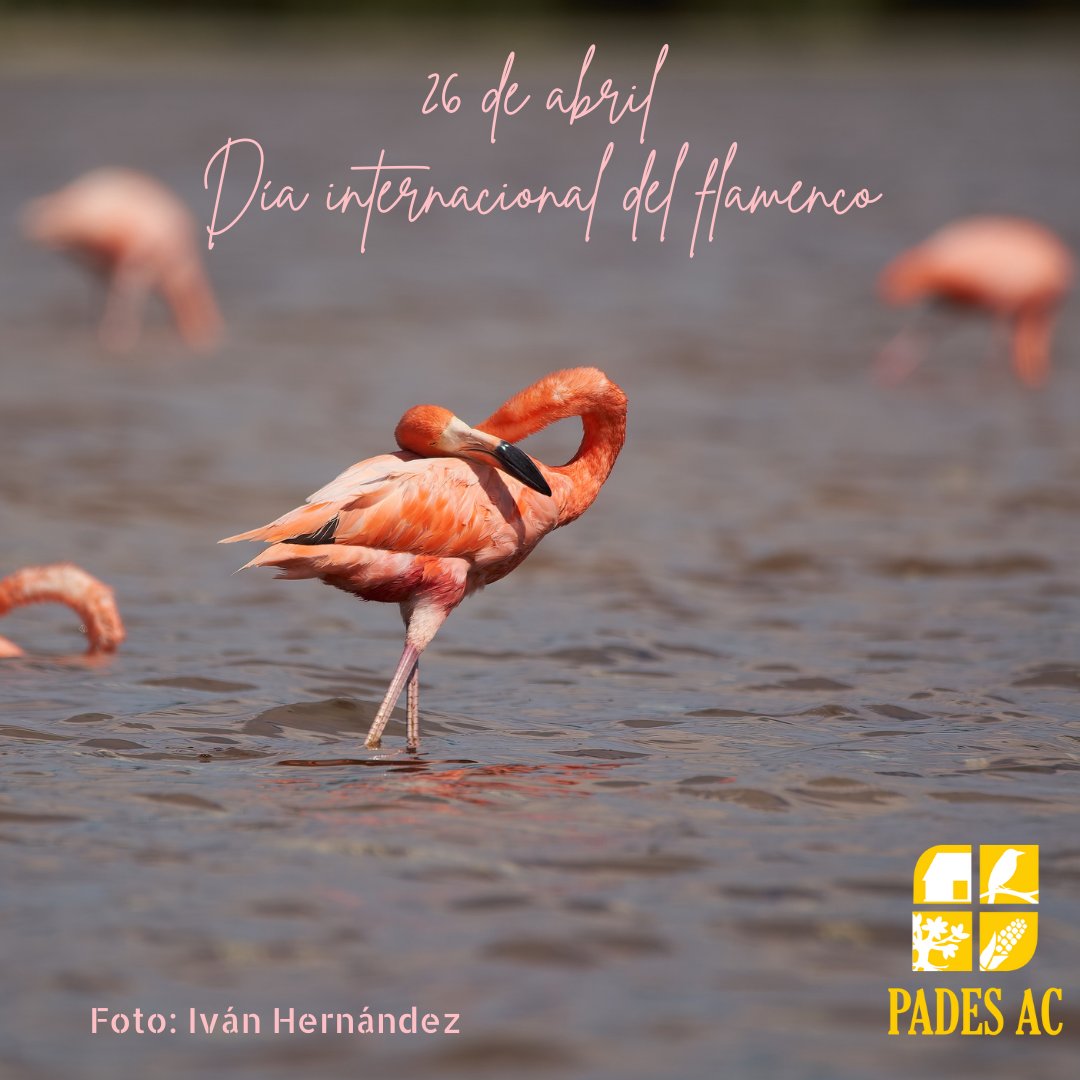 Día internacional de flamenco

#flamenco
#JohnJamesAudubon #FlamencoAmericano #Aves #Naturaleza #Conservación #AvesdeYucatán