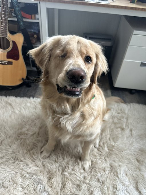 OneRSAC's tweet photo. Have you noticed the #petsofRSAC displayed on the electronic kiosks around RSAC? We love seeing the furry faces waiting for you at home and wishing you a great time at #RSAC 2023! Here are some of our attendees' beloved friends. #petsofcyber https://t.co/Mr5bkYf3ta