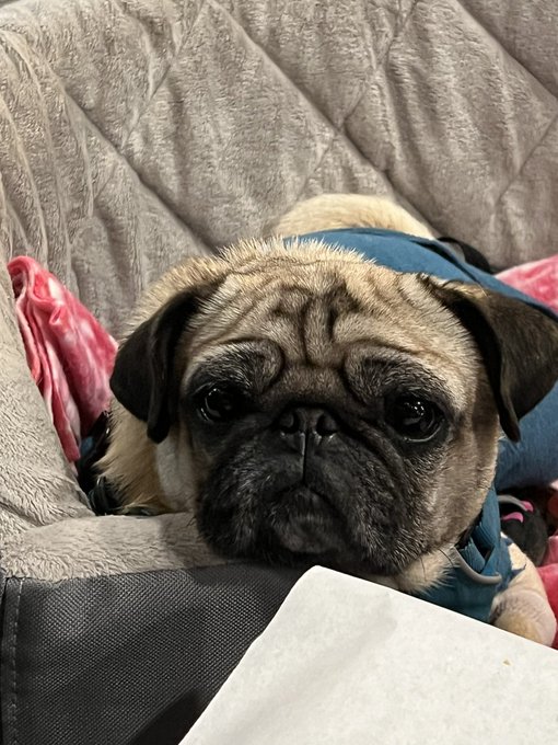 OneRSAC's tweet photo. Have you noticed the #petsofRSAC displayed on the electronic kiosks around RSAC? We love seeing the furry faces waiting for you at home and wishing you a great time at #RSAC 2023! Here are some of our attendees' beloved friends. #petsofcyber https://t.co/Mr5bkYf3ta