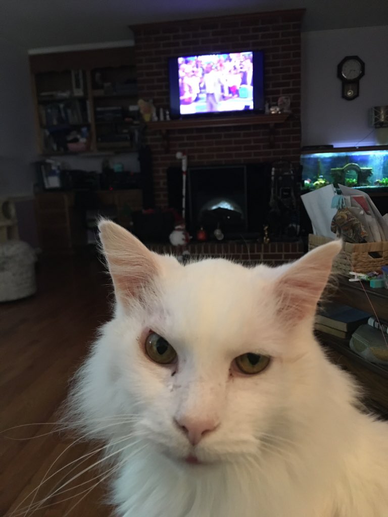 jetfocus's tweet photo. @madithemet Our Casper! https://t.co/BqPExvXnj5