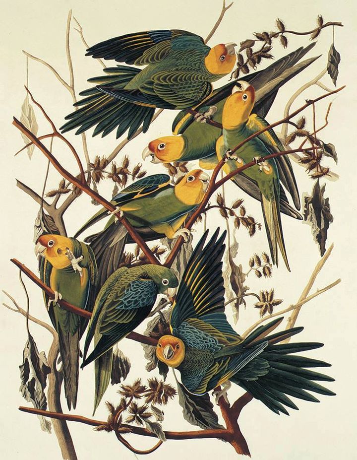 SCStateMuseum's tweet photo. Happy National Audubon Day!

Here's a favorite from the museum's collection to celebrate: c. 1831 "Carolina Parrots" by John James Audubon, who lived in South Carolina for a time.

#AudubonDay #SCStateMuseum https://t.co/ncAdRBEsPM