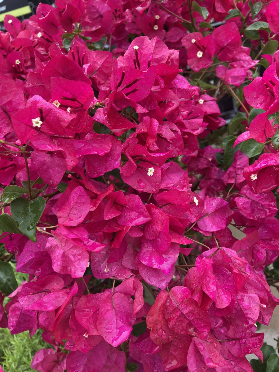 Catherine (@ppscatwilson) on Twitter photo HD1129 Spartanburg SC
#RainyDayBlooms <a href="/PPSLinda/">Linda Burkins</a> <a href="/S_Atlantic_PPS/">Alphonso Griffin 3</a> <a href="/pps_s_atlantic/">AC</a> <a href="/Stephen_E_Camp/">Stephen Camp</a> @PPSinHD <a href="/BobbyBoaenTHD/">Bobby Boaen</a> HD1129 Spartanburg SC
#RainyDayBlooms <a href="/PPSLinda/">Linda Burkins</a> <a href="/S_Atlantic_PPS/">Alphonso Griffin 3</a> <a href="/pps_s_atlantic/">AC</a> <a href="/Stephen_E_Camp/">Stephen Camp</a> @PPSinHD <a href="/BobbyBoaenTHD/">Bobby Boaen</a>