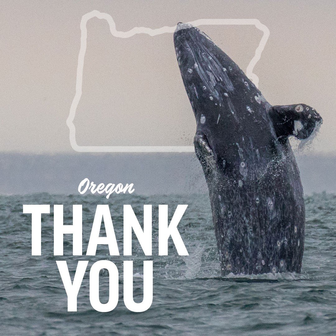 oregonsurfrider's tweet photo. #breaking The Oregon state House passed two bills with bipartisan support on today to address the growing environmental and public health impacts of single-use plastics. Details here: https://t.co/cyw9ka8fjy https://t.co/TPELE9FJHy
