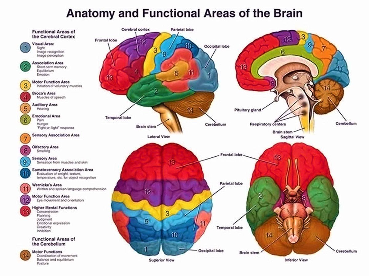 This picture shows the brain from four different views using color-coding to show the anatomy and functional areas.