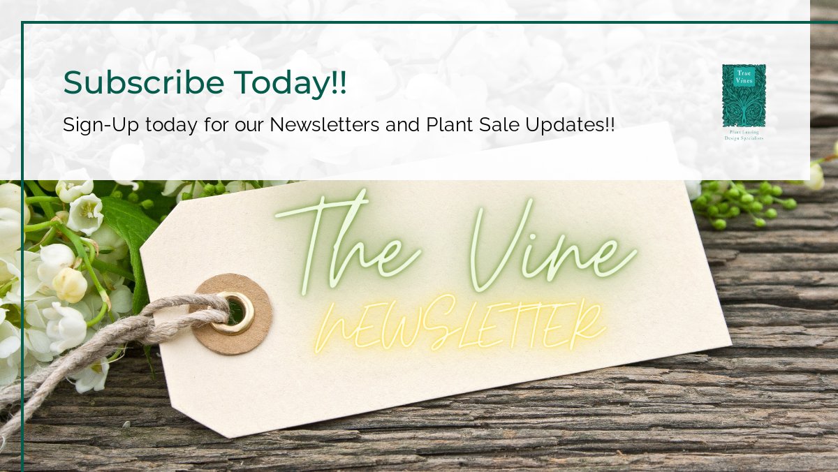 TrueVinesInc's tweet photo. Do you like fun facts? Missed a Plant Sale? Subscribe here for all your plant needs!! https://t.co/wWmdHkQyD5