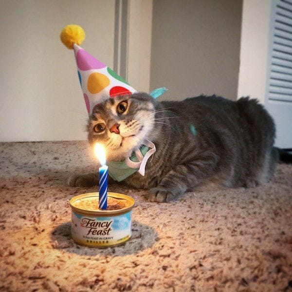 catshealdeprsn's tweet photo. Happy Birthday 🐱🤩 https://t.co/Y2bFAfSKJV