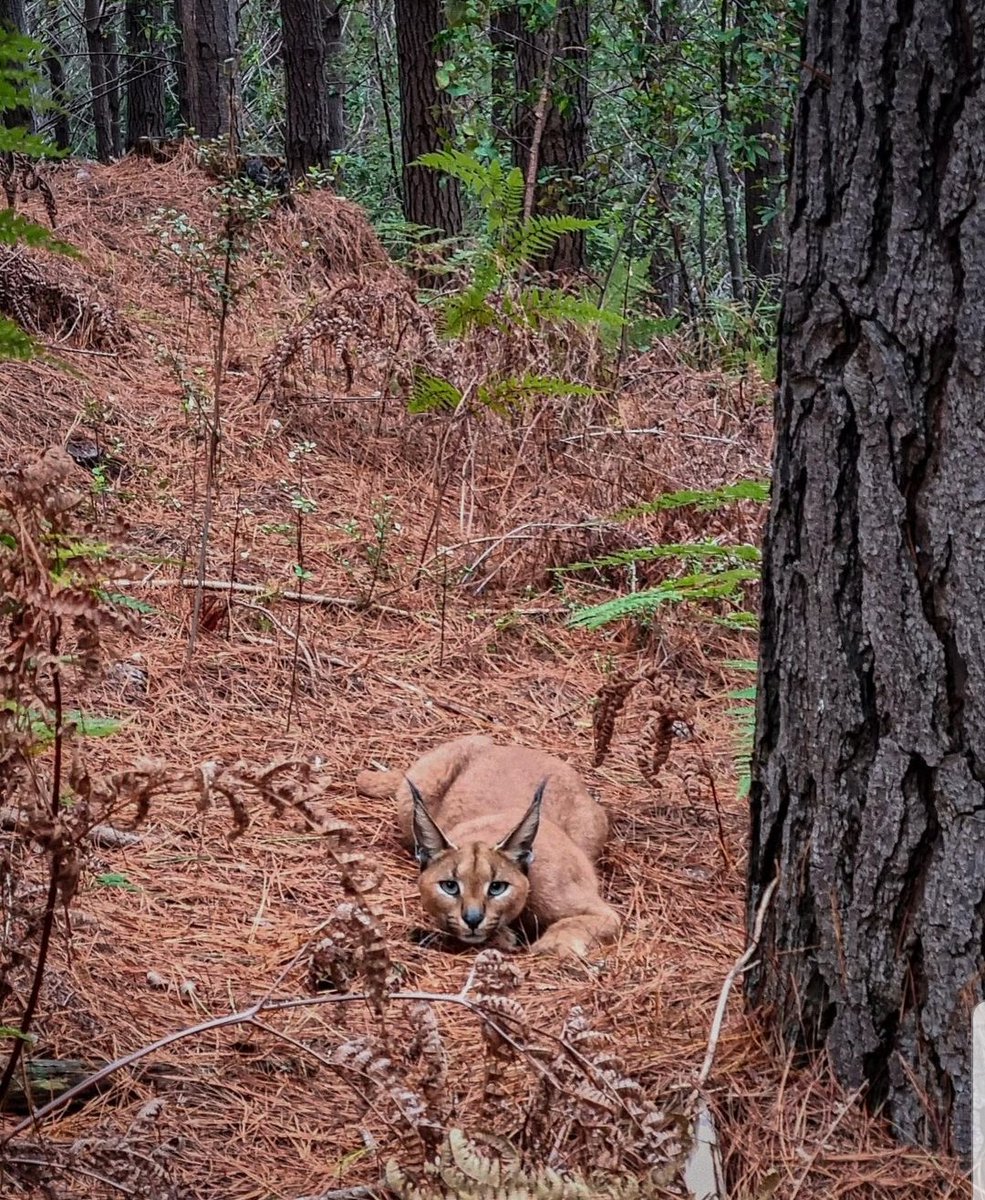 ᴅɪᴇ ᴍᴏᴇᴅᴇʀꜱᴛᴀᴅ #Kaapstad (@kaapstad) on Twitter photo Rooikat!
in die Tokai se woudjie 🐈
#AfricanLynx
via <a href="/urbancaracal/">Urban Caracal Project</a> pragtig!
#loveCapeTown #CeceliaForest Rooikat!
in die Tokai se woudjie 🐈
#AfricanLynx
via <a href="/urbancaracal/">Urban Caracal Project</a> pragtig!
#loveCapeTown #CeceliaForest