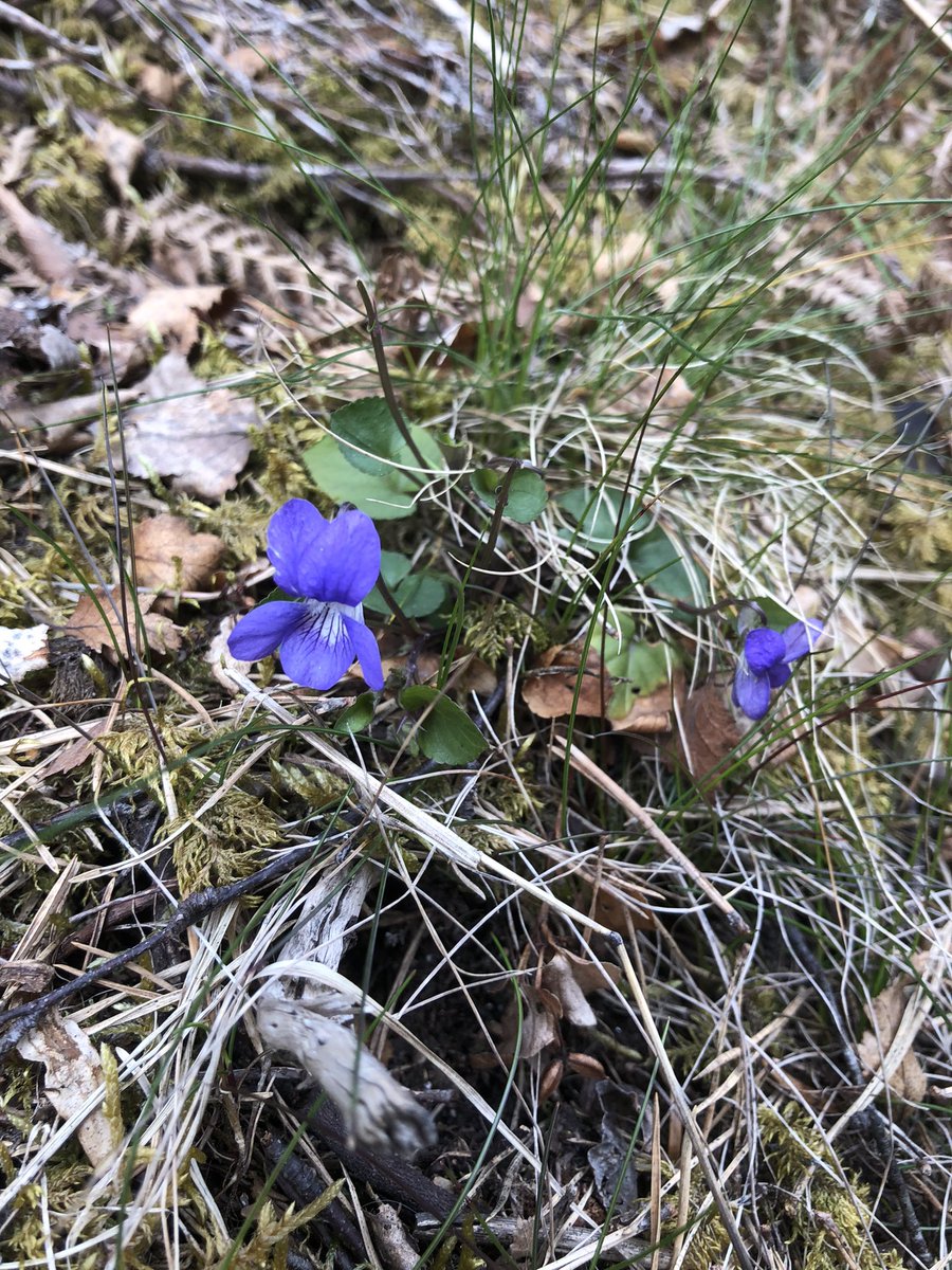 dornochlassie's tweet photo. Flowers
#cuckoo
#dogviolet #wildflowers https://t.co/3CZbRdJGuK