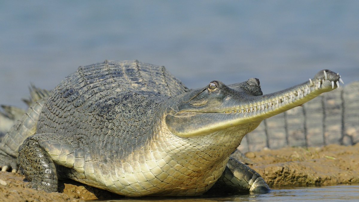 GatorsDaily's tweet photo. how do u guys feel about these pointy boys https://t.co/73Rt0HvfMq