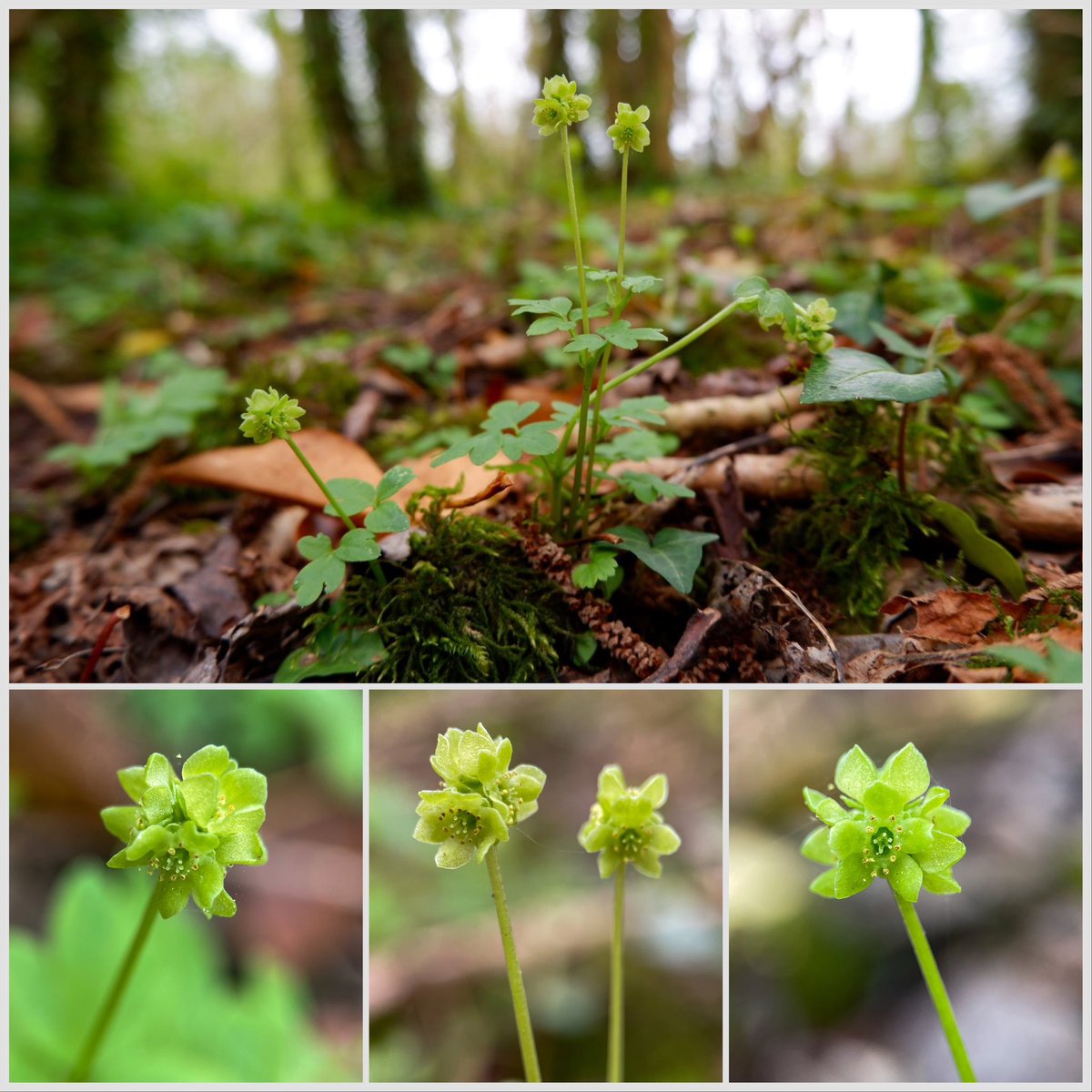 wildflowerhunt's tweet photo. My #wildfloweroftheday: #Moschatel (#AdoxaMoschatellina) Also known as Town-hall Clock, this little character is in a world of its own! The only native member of the Moschatel family and rather hard to spot. #MonarchsWay #Somerset #Wells #westmendipway #ancientwoodland https://t.co/DzqakYYeij