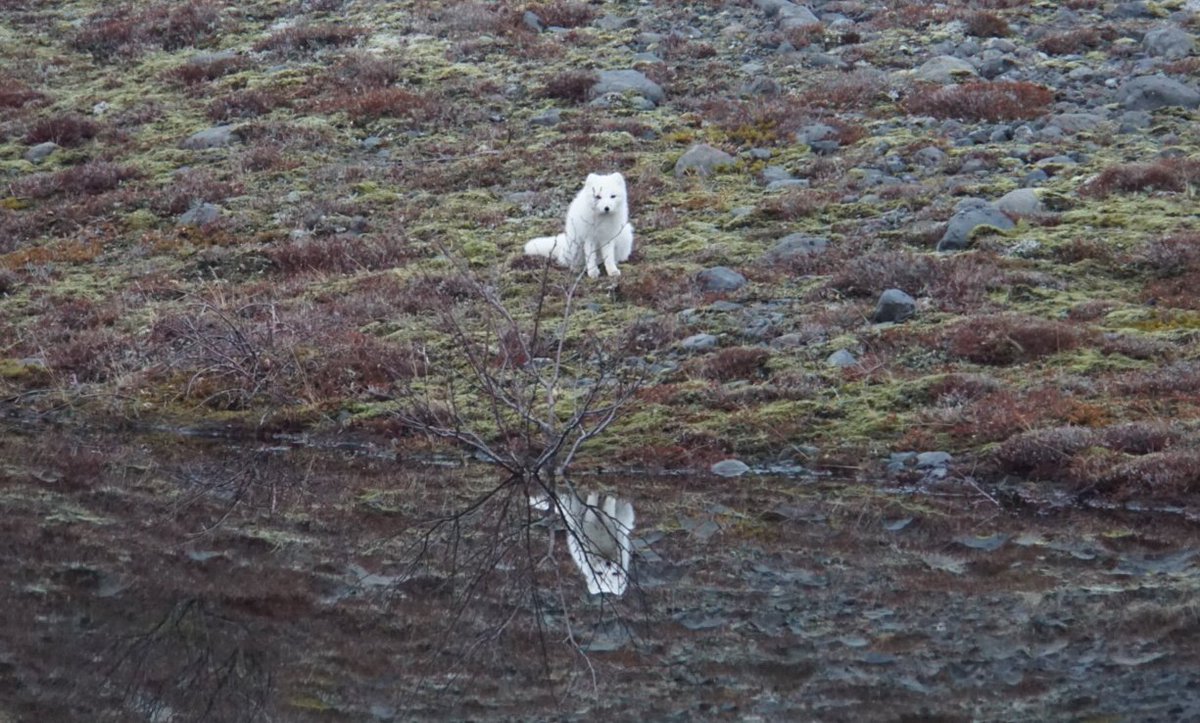 kunstsmerter's tweet photo. Iceland in four pics https://t.co/mdM7l0kG0h