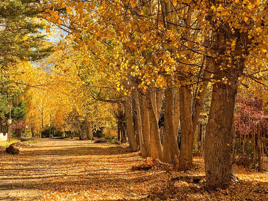 Voy a presumir del otoño que me pongan enfrente. Mendoza es another level.