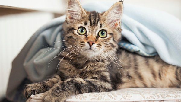 #MascoTips Cosas que odian los gatos ift.tt/anhq3Af