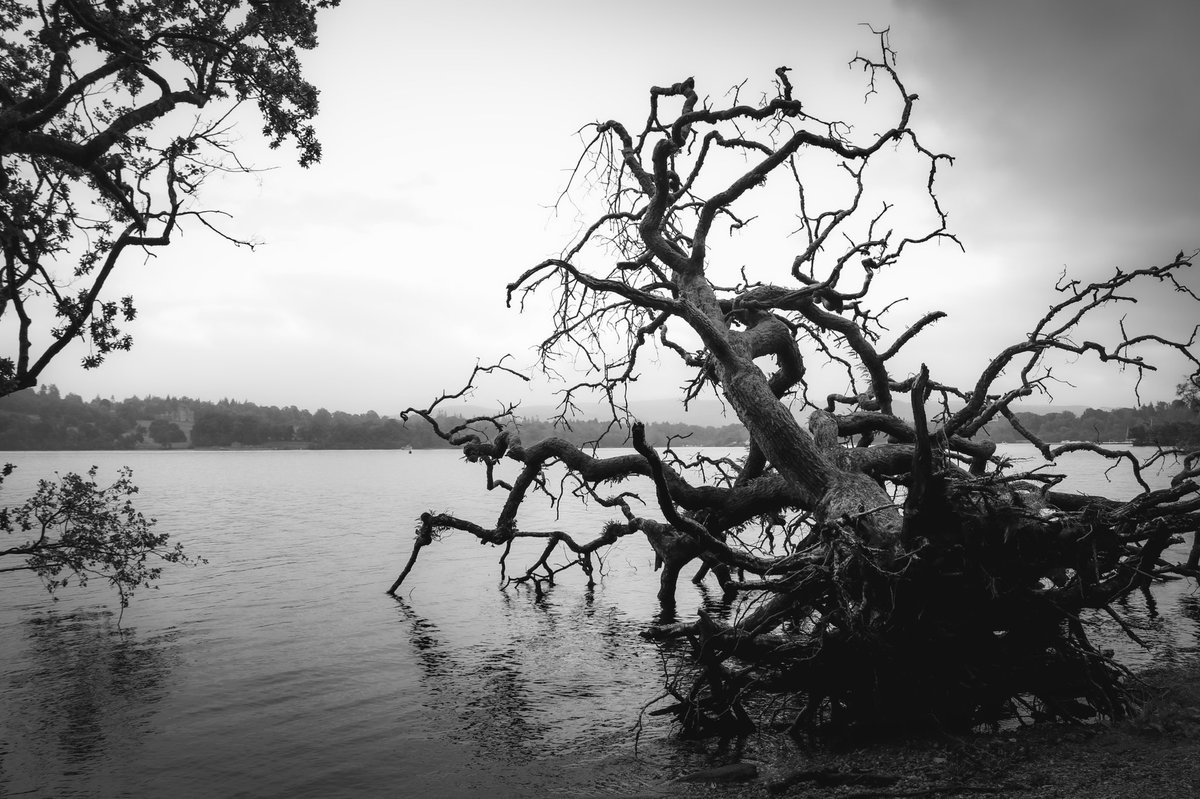 CorbeledBrick's tweet photo. Found a photo from our trip to Scotland awhile back.
#bnwphotography #photography #scotland #lochlomond #canon #naturephotography #lake #fineartphotography #moodygrams #explorecreate #artofvisuals #landscapephotography #bnwmood #bnwcaptures #relaxing #incredible_bnw https://t.co/RnXGINJYF4