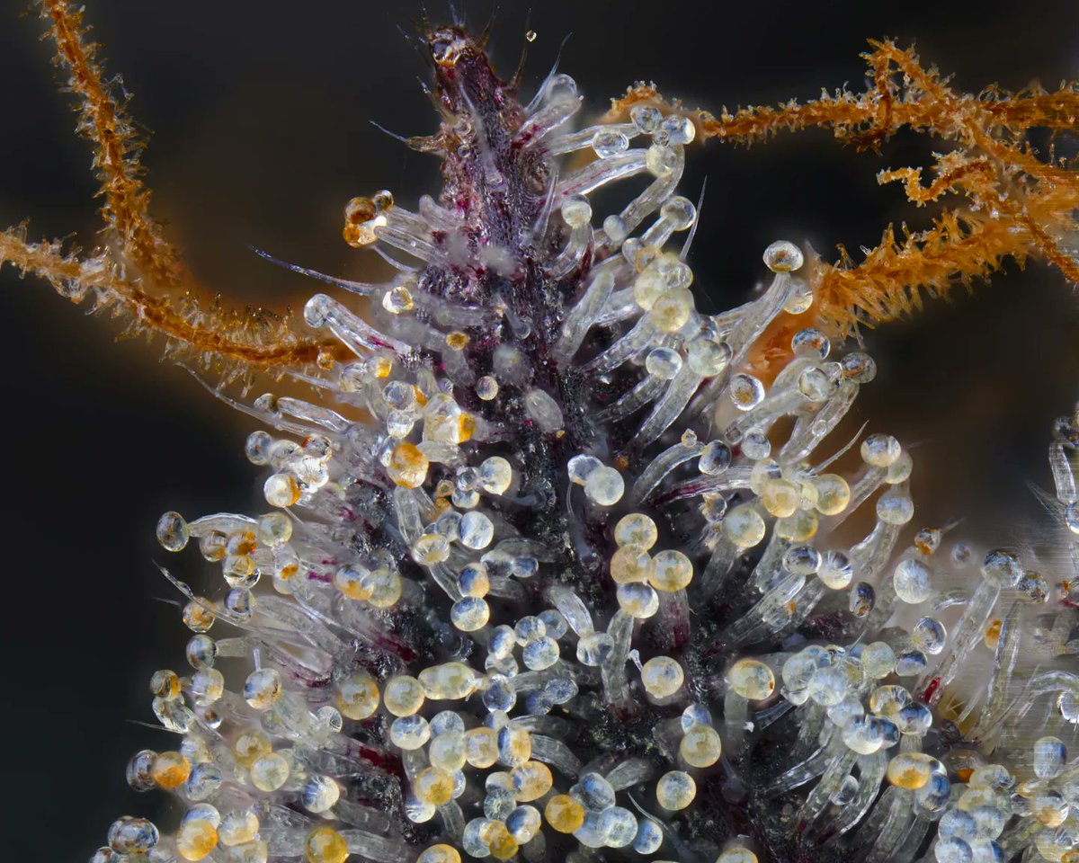 Some may call us crazy but we think 9 weeks of flowering time makes all the difference. Especially with GMO strains like Don Mega, that last week creates gold 
#cannabisindustry #WeedLovers #plantbased