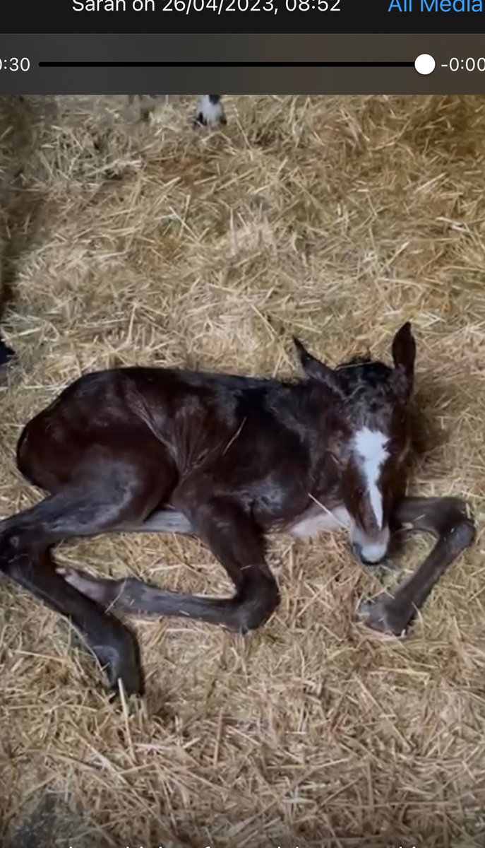 REACHBristol's tweet photo. Today was even busier than usual for @DrSarahVoss
On the way to work she welcomed a foal into the world!
Hello to our honorary #REACHhub memberโฆ.
๐ด๐๐ฅฐ๐๐ฅณ https://t.co/7enT5r3u7J