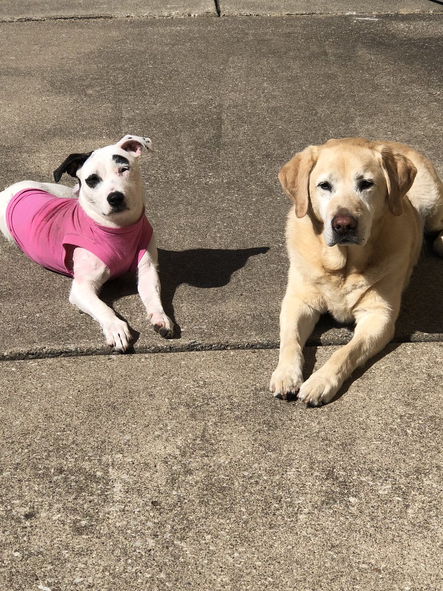 annieruok9's tweet photo. @Chicago_History Olive and Chester 🐶 https://t.co/utEdyFBbUj