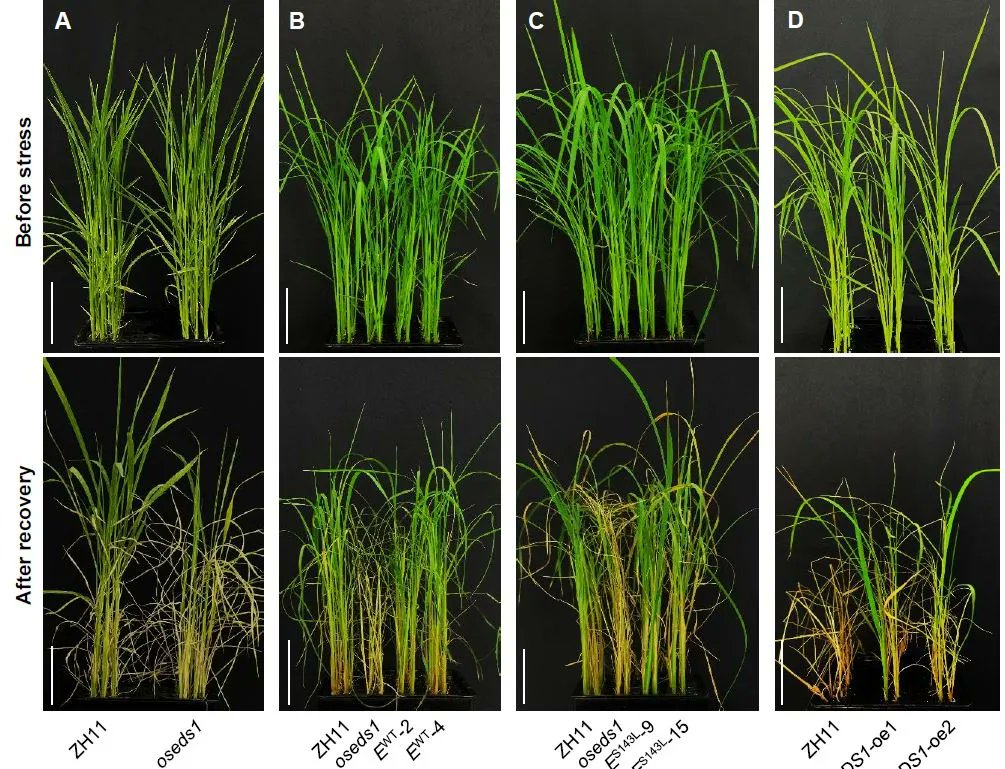 Plant Physiology on Twitter:
