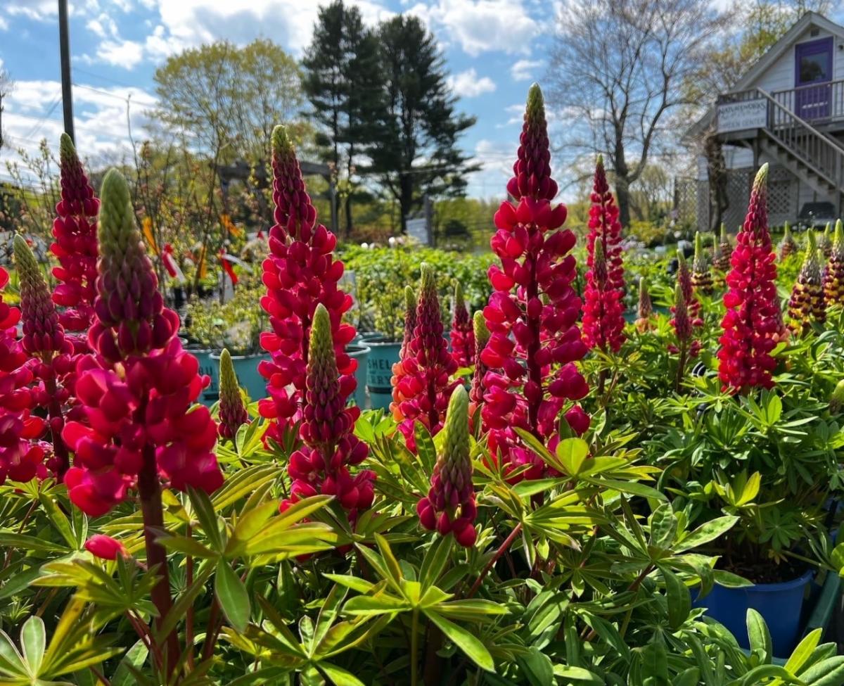 Natureworks Garden Center & Landscaping tweet media