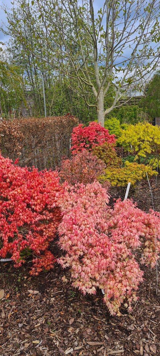 Het meest spectaculaire esdoorn seizoen is niet de herfst, maar het voorjaar! Het bewijs, de esdoorns op de kwekerij vandaag. #voorjaar #esveld #japanesemaple