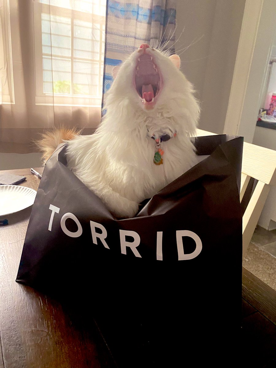ToebeanBrigade's tweet photo. 🐾 If you’re not in a bag or a box, are you really LIVIN? 🐾

💚 #cats #CatsOfTwitter #cat #catsontwitter 💚 https://t.co/lytpxg5Khm