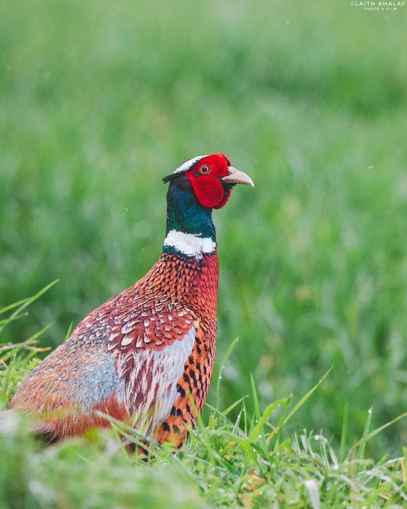 LKPhotoAndFilm's tweet photo. The Break For Freedom. 

A Pheasant finally pops out from cover to give me a pose 😅 
I walked past a bush and something large seemed to move within it. I thought it could be a muntjac deer, but then I saw a pop of red and knew straight away that it w… https://t.co/wFo4TjEn2z https://t.co/aiqyXC1ZSh