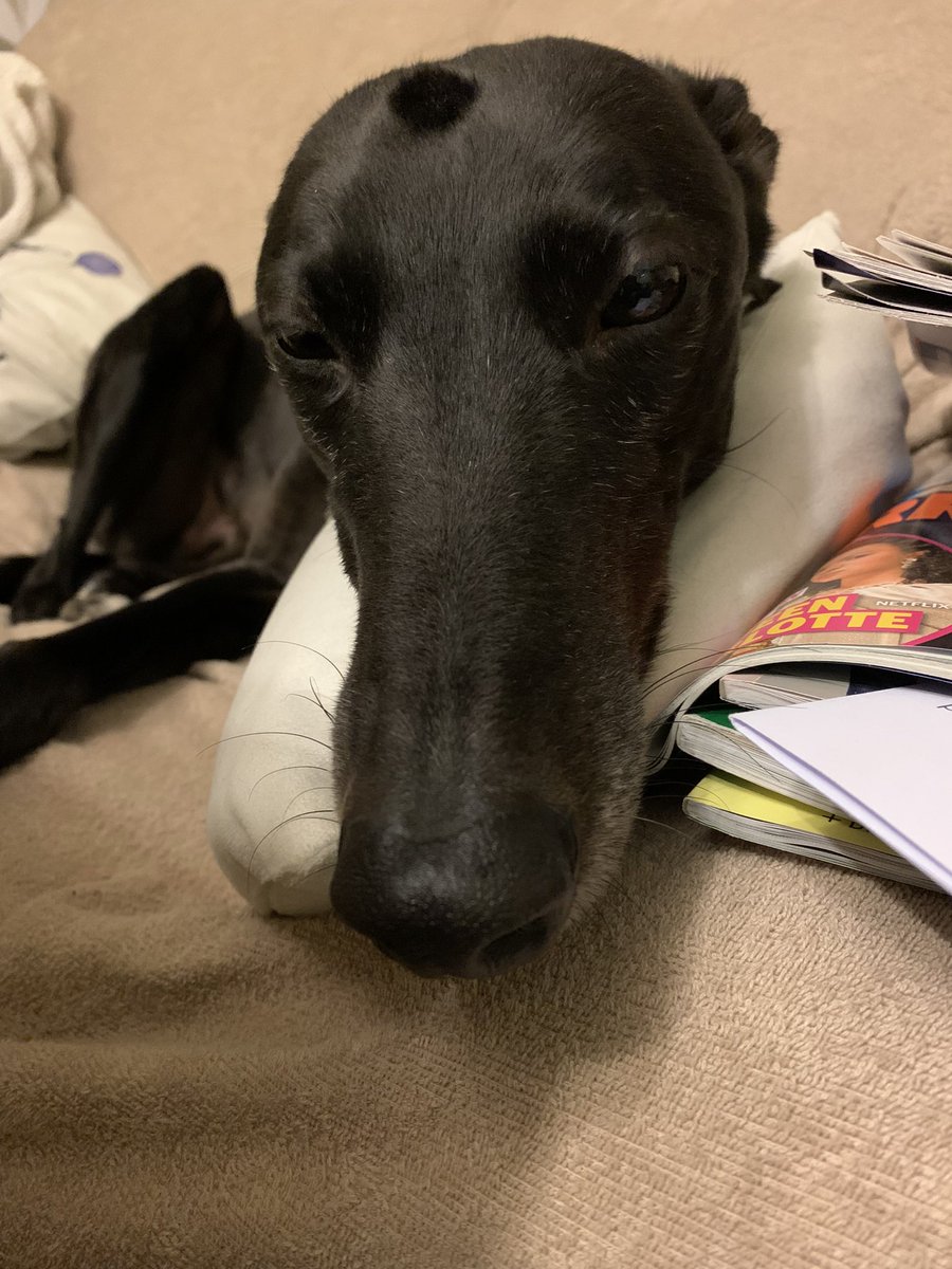 DukeHound16's tweet photo. Is it holibobs time yet? https://t.co/PlLLUSDT3F