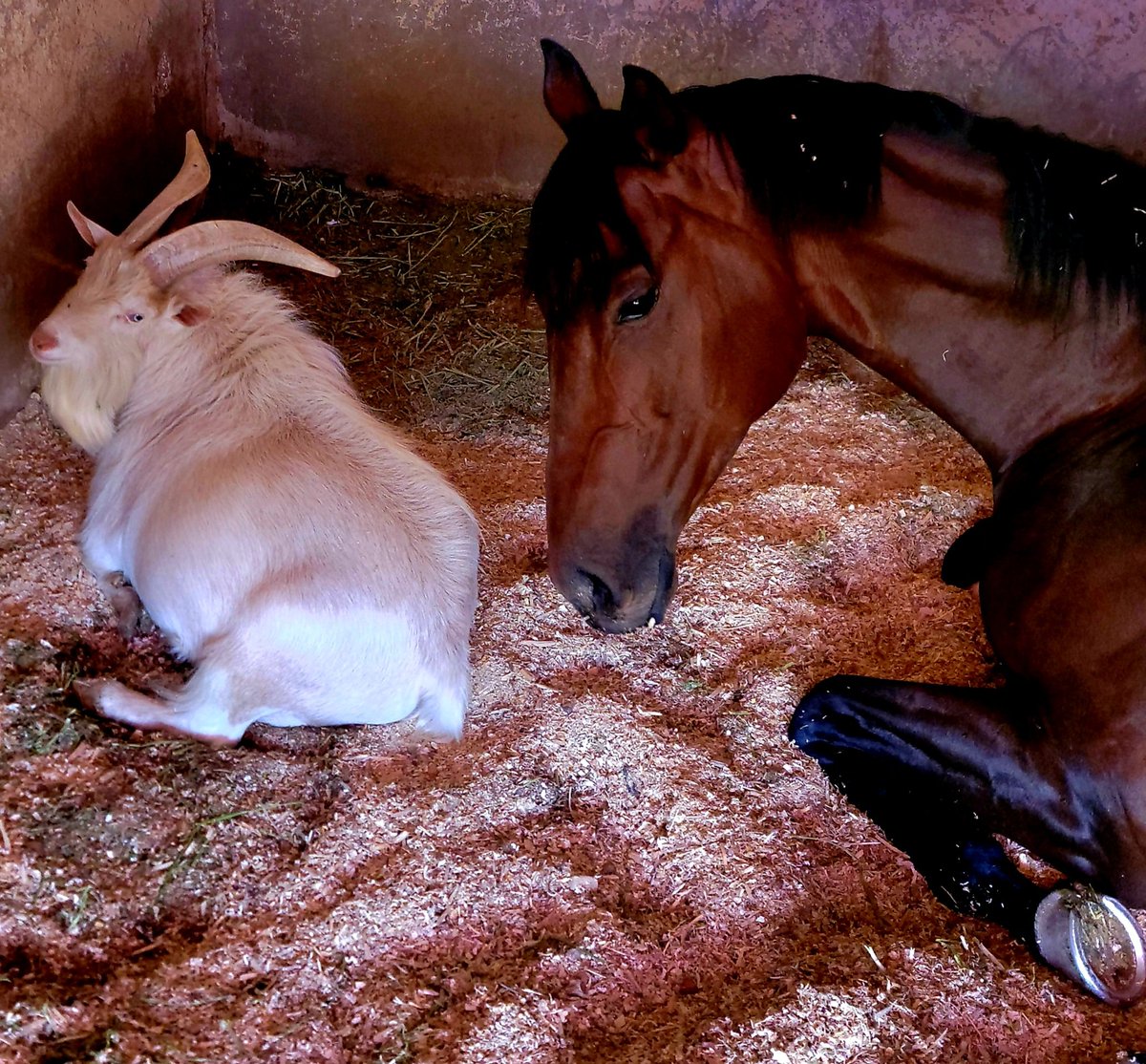 CcPerkinson's tweet image. #JeffersonTheGoat he has to be the coolest 🐐 ever. I love how he decides who needs him. 💙 Here he is with our @RillitoPark #Queen #NipNap @turf_paradise 🏆 💃