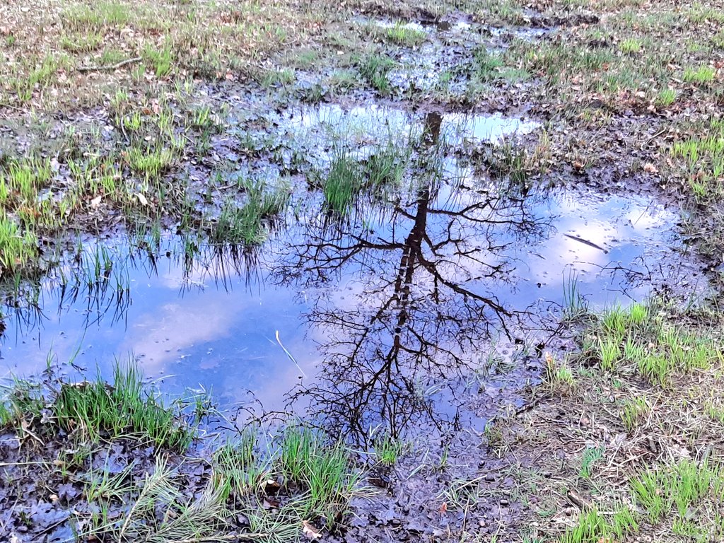 limwierde's tweet photo. Ook dit is op de #Brunssummerhei, het moerasgebied nabij de bronnen van de #RoodeBeek. @magnifiekZL https://t.co/TbQNG1OWze