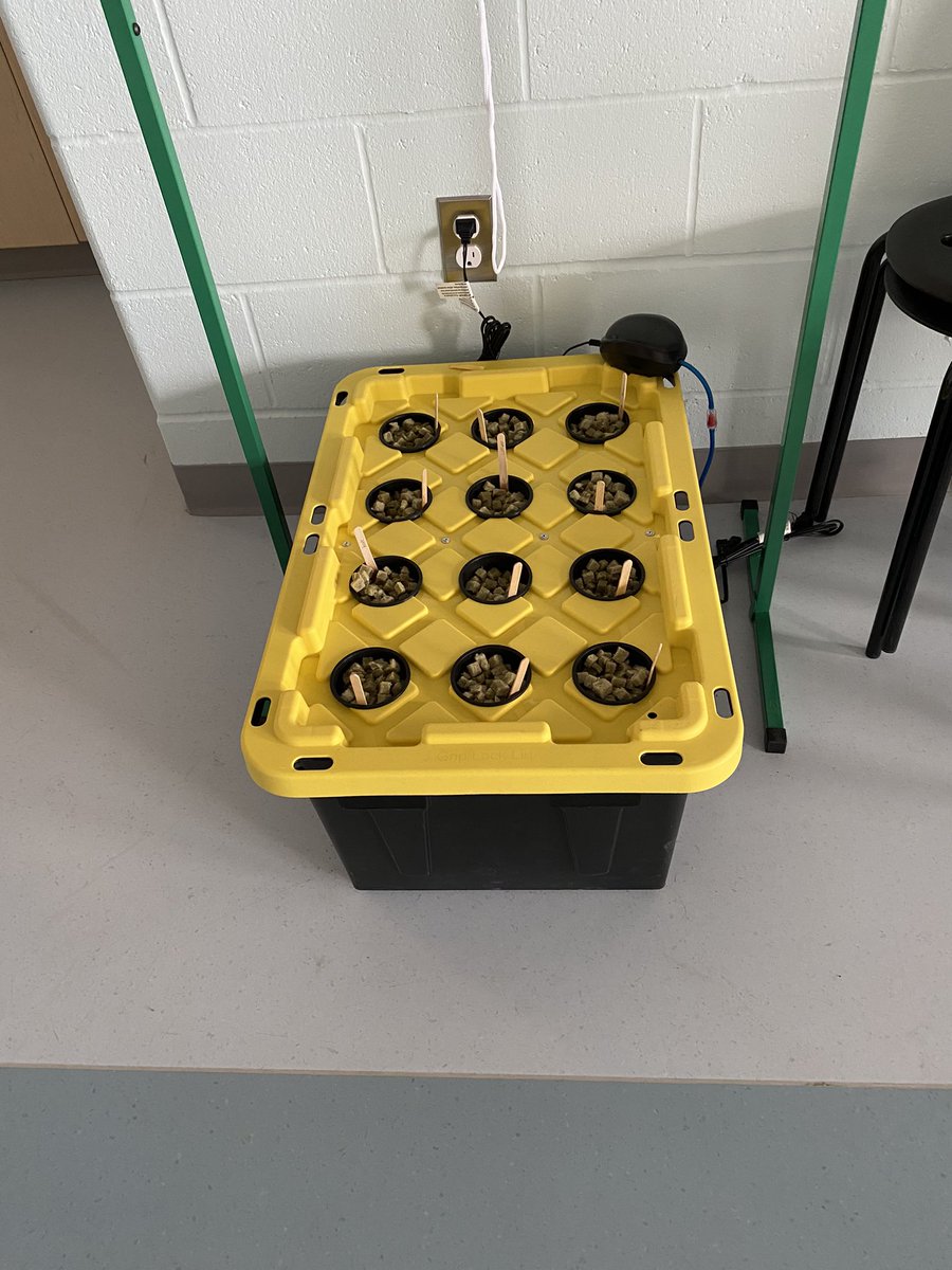 Seeds are sprouting in our classroom hydroponic growing system. Yah!