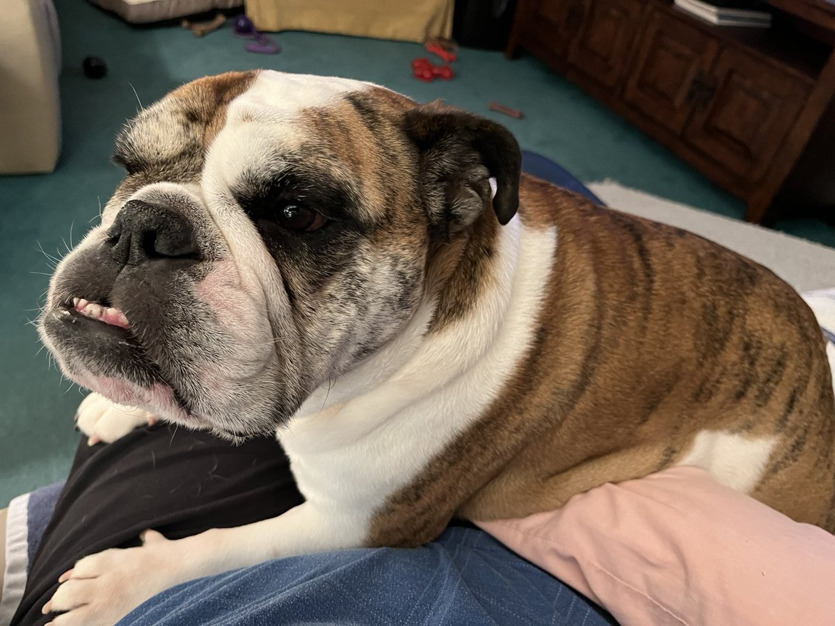Lap dog. #Bulldog #Penelope 🥰