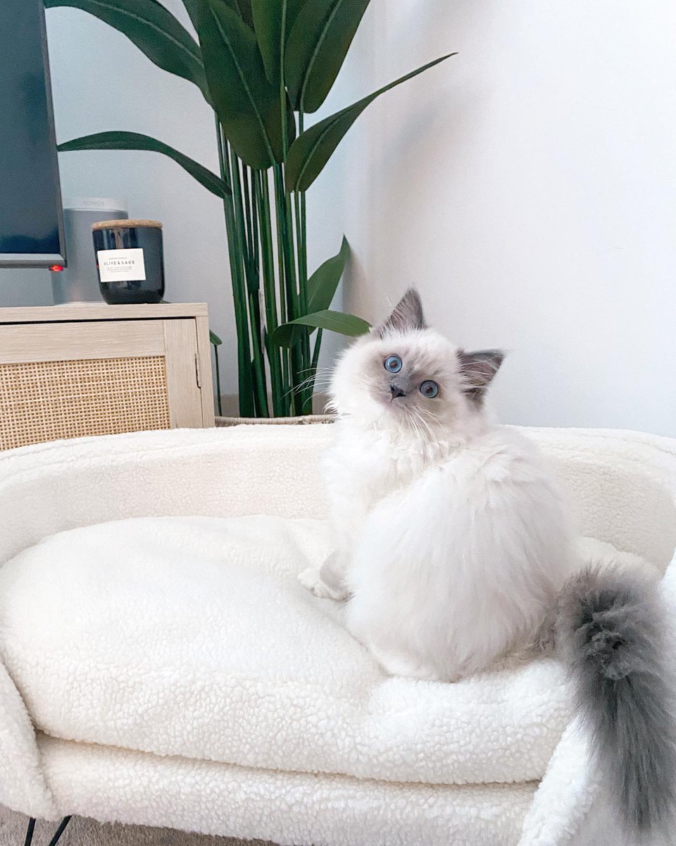 RagdollsClub's tweet photo. Someone’s getting a little chonky 😹🤍
#catsofinstagram   #ragdollcat
#kitten #ragdollkitten  #fluffycats #instacat #catlife #blueeyedcat #blueeyedkitten  #catlover #bluepointragdoll #siberian #catsoftheworld #siberiancatlovers #livingwitholiveandsage #meow https://t.co/bhHUctK1H7