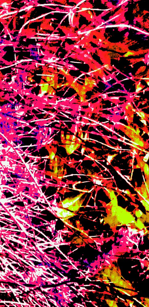 A little messing around, altering a photo.