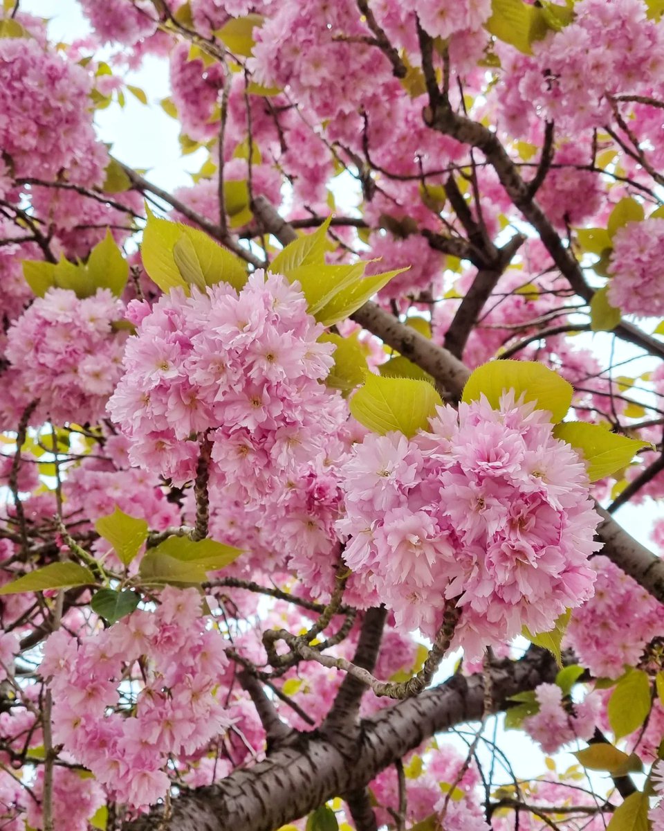 #Cherryblossoms #London #SW19 #ColliersWood 🌸🌺🌸