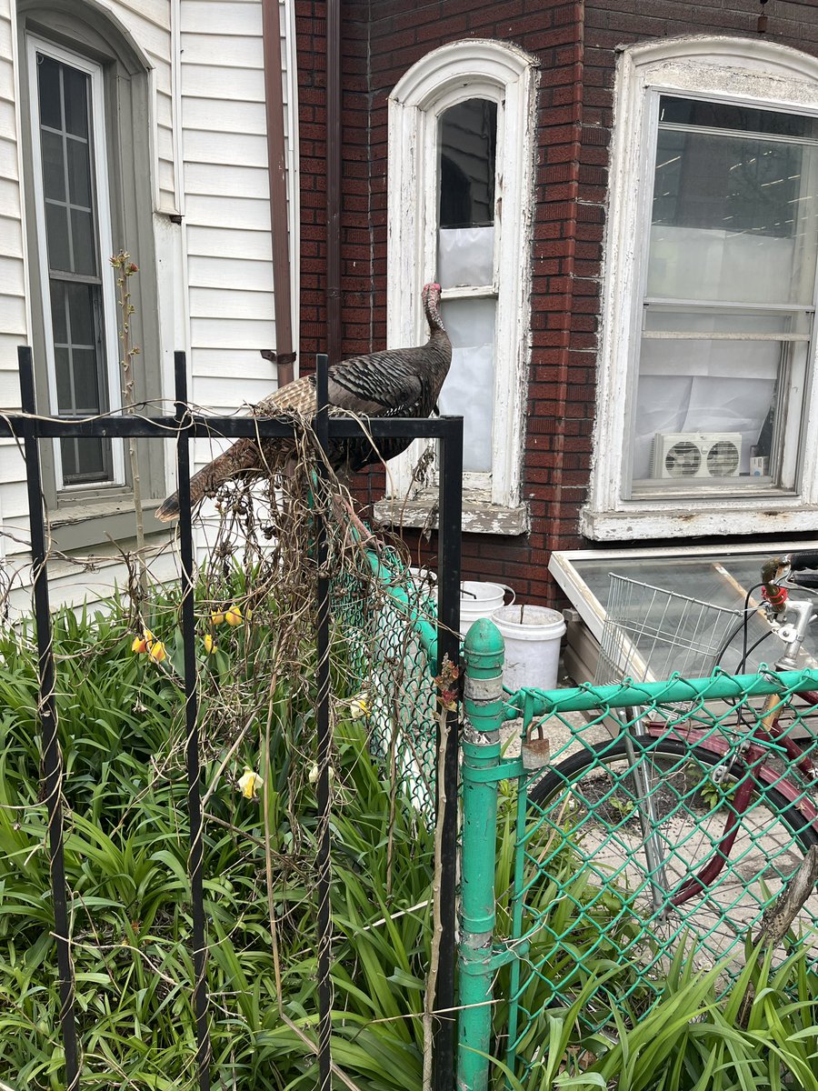 ehayesdesign's tweet photo. Wild turkey on Bathurst between Dundas &amp; College, eastbound 🦃 Was running through traffic when we found him, @311Toronto is quoting 2 hours for a response so we’ll see where he is by then…hopefully safe! #toronto #onlyintoronto @blogTO https://t.co/E0lZT9yuad