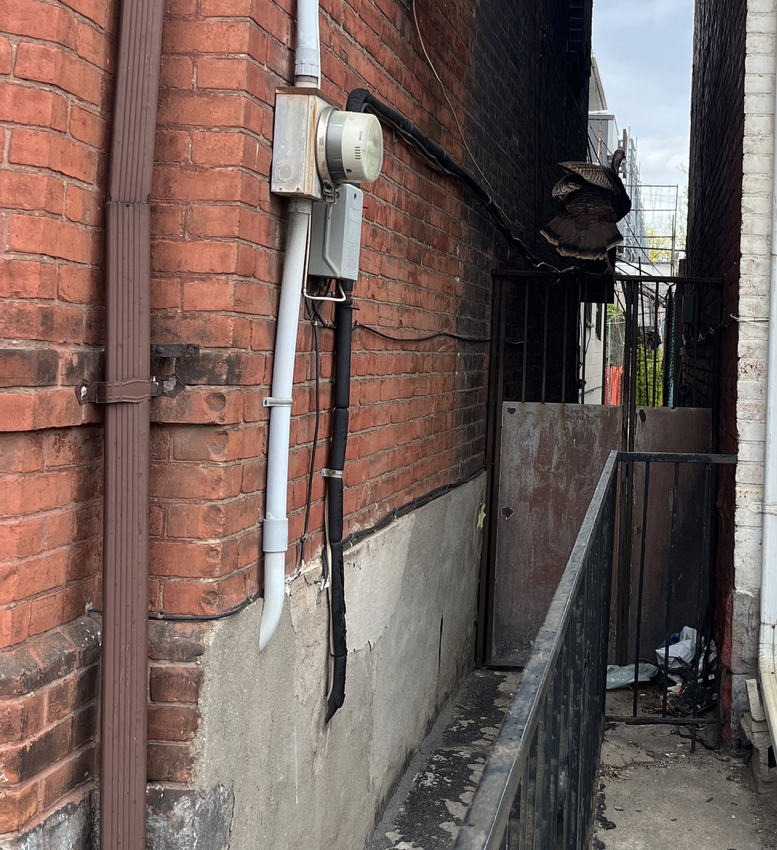 Wild turkey on Bathurst between Dundas &amp; College, eastbound 🦃 Was running through traffic when we found him, <a href="/311Toronto/">311 Toronto</a> is quoting 2 hours for a response so we’ll see where he is by then…hopefully safe! #toronto #onlyintoronto <a href="/blogTO/">blogTO</a>