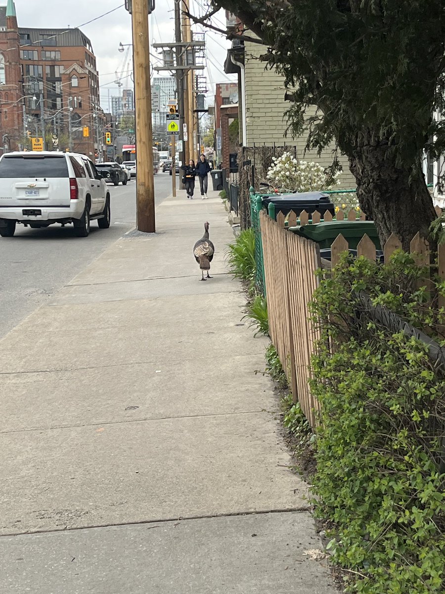 ehayesdesign's tweet photo. Wild turkey on Bathurst between Dundas &amp; College, eastbound 🦃 Was running through traffic when we found him, @311Toronto is quoting 2 hours for a response so we’ll see where he is by then…hopefully safe! #toronto #onlyintoronto @blogTO https://t.co/E0lZT9yuad