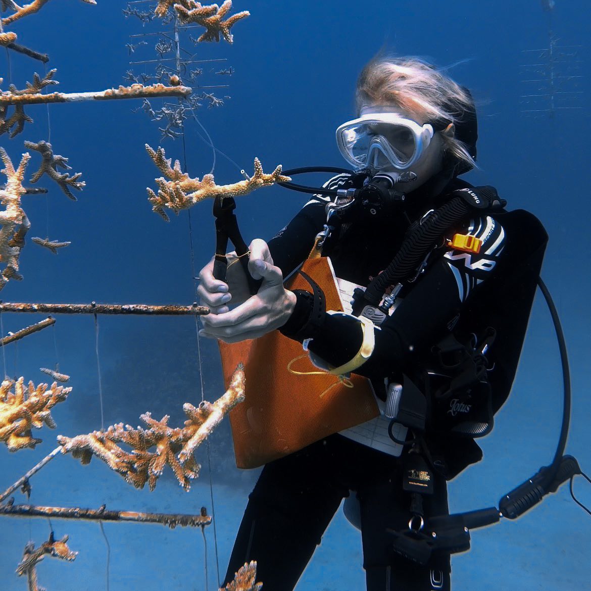 PADI's tweet photo. Participating in coral restoration not only benefits the environment but also empowers us to take action towards a sustainable future. 🐠 Have you ever thought about participating in coral restoration? 🪸💙 #savetheocean

📷: IG user 'divewithb' https://t.co/nD7FmaNDVj