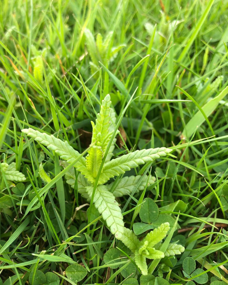 CloseMeadow's tweet photo. @DrTrevorDines Yep, no flowers here yet https://t.co/qP91cR9iwy