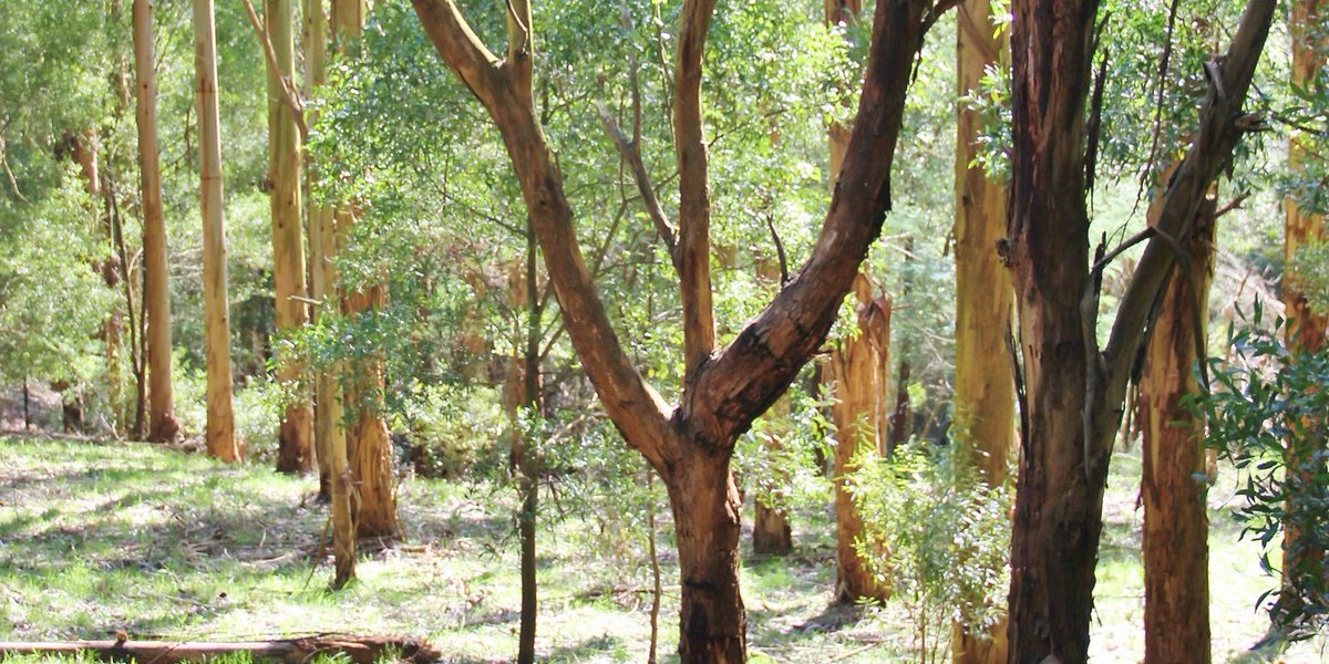 Our forests are legally protected for 100 years to guarantee they have the best chance to grow for future generations while providing environmental benefits:  
🌳removing of CO2-e 
🌳reducing soil erosion
🌳improving water quality
🌳creating wildlife habitat  
#GrowingHope