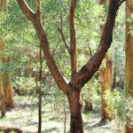 Photo by Greenfleet (@GreenfleetAust)