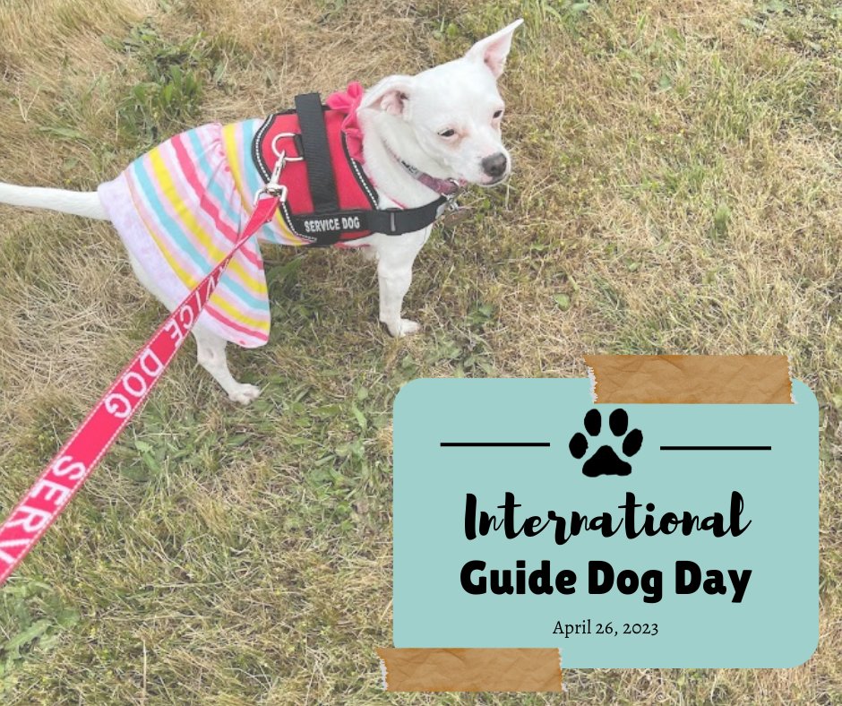 Feeling extra thankful for my four-legged buddy Phoebe and all other guide and service dogs today on #InternationalGuideDogDay!

#Pets