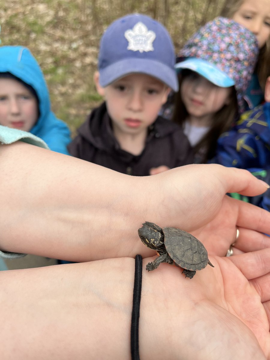 Last week at the forest we saw a baby turtle! It crossed the path as we were walking. <a href="/louisearbourfi/">Louise Arbour FI</a> <a href="/TVDSBKinder/">TVDSBKindergarten</a>