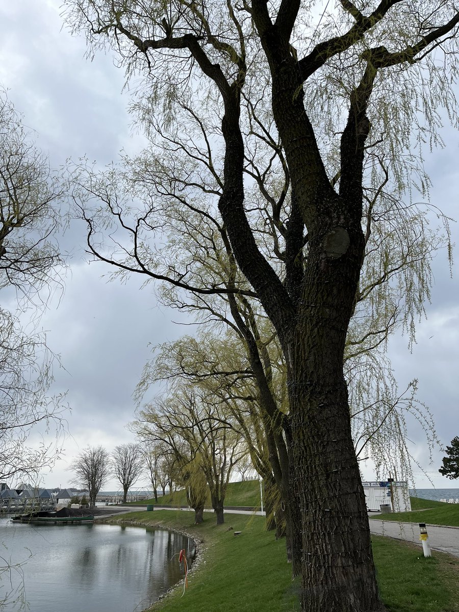 FairbankBird101's tweet photo. Incredible @ONPlace4All!  It’s trees, water, green, and all the nature found here can literally save lives!  Green spaces help improve mental and physical health!  We can do this for free!  No to Spa!!  Yes to Green!! #OntarioPlace @maritstiles @MikeSchreiner @JohnFraserOS https://t.co/0Kj0GtgBLz